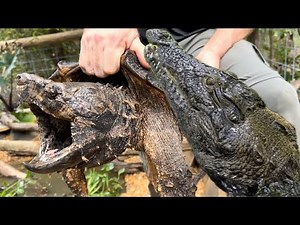 Croc feeding, new snapping turtle!