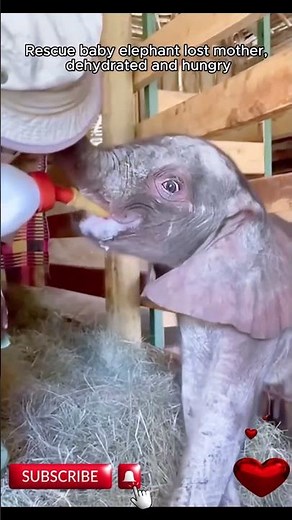 Rescuing a Baby Elephant After Its Mother’s Tragic Loss