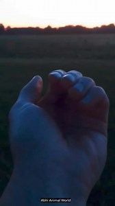 facts about firefly in hindi _ facts about fireflies in hindi #jugnu #firefly #short | Abhi Animal World