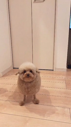 Poodle Addicts 🐻 on Instagram: "Sheep or poodle? ☺ ➖ Tag someone who need to see this cutie ❤ ➖ Don't forget to follow us @poodleaddicts for a daily dose of cuteness!🤗😍 ➖ 🎥 Video by @cie__3"