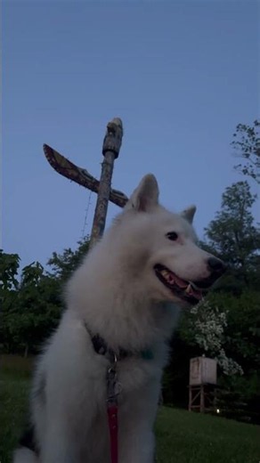 Yakutian Laika beneath a totem, watching the horizon #YakutianLaika