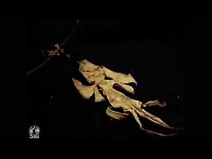 ' UNSHEATHED ' THE RITUALISTIC MALE ENHANCEMENT SUBLIMINAL BY ZEBUL