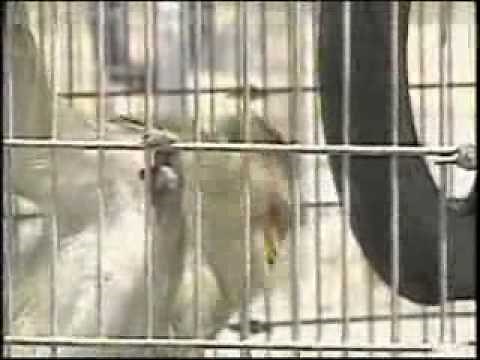 Marijuana: Government Animal Testing