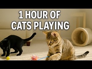 Ultimate Cat Playtime Marathon 🐱⏳ | 1 Hour of Cute & Funny Cats