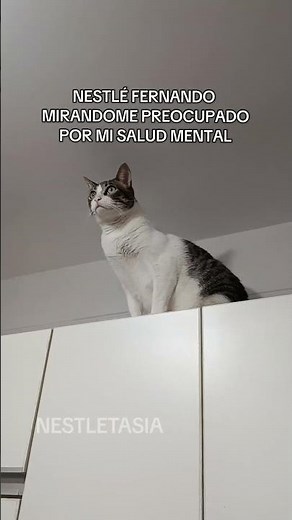 #cat #gatos #humor