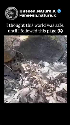 Unseen.Nature.io on Instagram: "Several species of snakes are ophiophagous, meaning they specialize in hunting and eating other snakes. The most famous example is the King Cobra, whose scientific name, Ophiophagus hannah, literally translates to "snake-eater." These predators use two primary methods to kill their kin: venom or constriction Venomous snake-eaters, like the King Cobra or the Banded Krait, deliver a potent neurotoxic bite that quickly paralyzes the nervous system of their prey, ofte