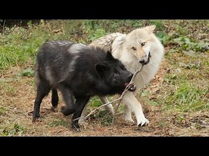 For Wolves, Playtime Strengthens Family Bonds