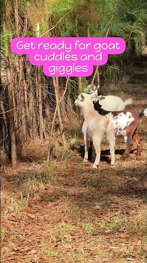 The Ultimate Guide to Goat Yoga