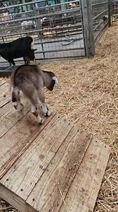 Floor is lava! 🔥 😂 🐐 | Folly Farm Adventure Park & Zoo