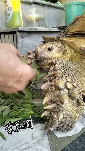 今天只吃新鮮小野草。#蘇卡達象龜