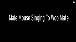 Squeak: Male Mice Sing Complex Songs For New Mates | The Mary Sue