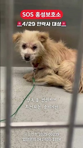 [4/29 안락사] 10개월간 문의 한 번 없었던 피부병 걸린 강아지, 안락사 임박 / 실내견 필수 / 입양문의 041-630-1374