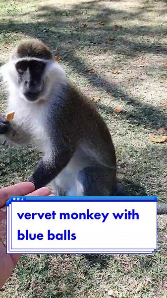 vervet monkey with blue balls #wow #vervet #monkey #vervetmonkey #animals #feeding #feedingtime #feedingmonkey #ethiopia