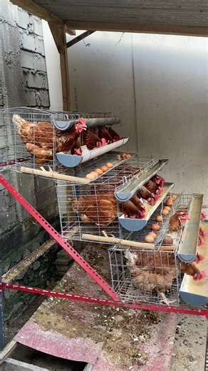 Panduan Ternak Ayam Petelur untuk Pemula