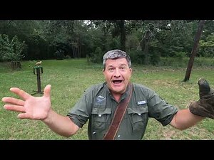 Lure Training Part 1: How to train a bird of prey to the lure, getting started. The basics.