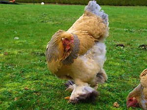 Brahma chicken - Brahma Farm Belgium ( Buff brahma )