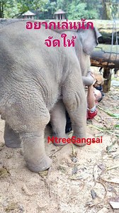 #สนุกเลยฝนริน #แสนซนฝนริน #คนรักช้าง #ช้างน้อยน่ารัก #สัตว์โลก #nature #cute #babyelephant #reelsสร้างรายได้ | Mtree Sangsai