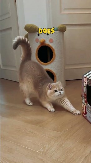 Cats Who Stretch Like Yoga Masters 😸✨