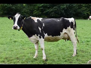 Mind-blowing cow sound effect #cowsound #cowmooing