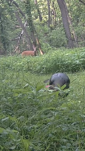 688K views · 10K reactions | Deer CHECKING Out The TURKEY!!! | ThisOutdoorsman | Facebook