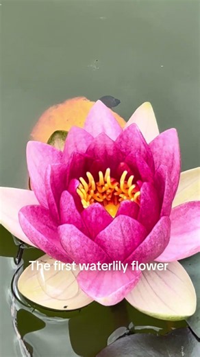 These water lilies just brighten up the pond . See the description fun facts