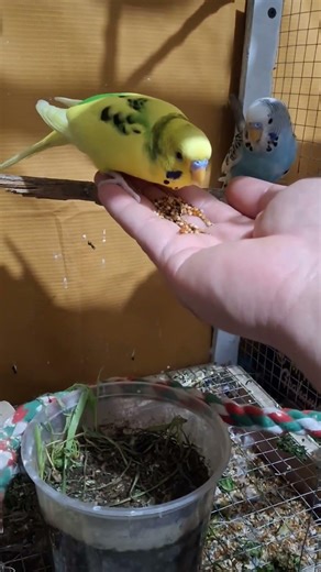 Sunny Got Shy… So Kiwi Took Over 🐦 #budgielife