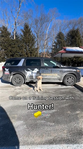 Guide Dog Foundation on Instagram: "Training guide dogs goes beyond navigating obstacles. It also means exposing future guide dogs to new environments so they feel confident wherever their handler may need to go. Today’s lesson included a stop at the car wash! A special thank you to Touch of Class Car Wash in Smithtown, NY, for always supporting our mission and helping keep our vehicles looking their best 💙🦮 VD: The video features Hunter, a male yellow Labrador retriever, training alongside hi
