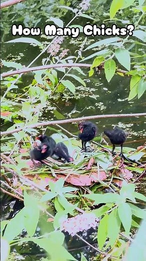 These newborn chicks are impossibly adorable #cute #animals