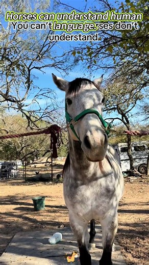 Horses can understand human language.#Horse#Amazing#Communication#Funny#USA#foryou#fyp