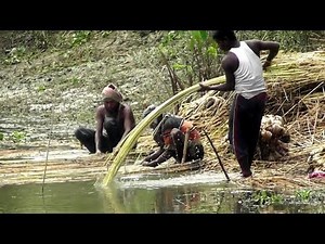 How to process jute collection in West Bengal India