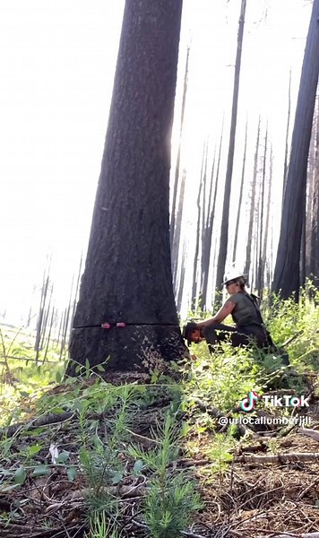 Expert Timberfaller Demonstrates Logging Techniques
