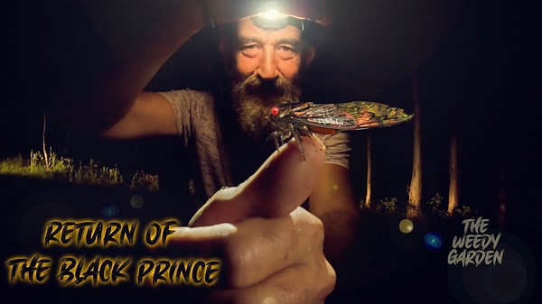 RETURN OF THE BLACK PRINCE - The Life Cycle of a Cicada