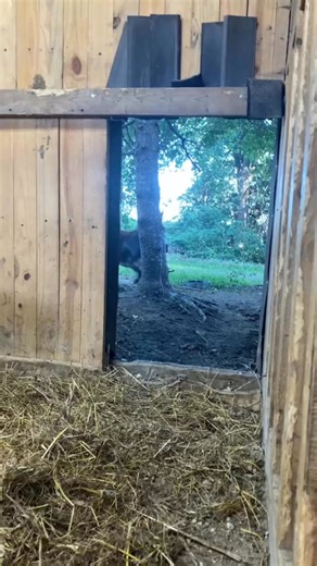 Starting his day out fresh! #donkey #boggsfunnyfarm #fyp #donkeysoftiktok #fypシ #henry #fresh #mint | Henry The Donkey