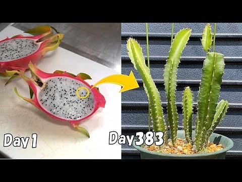 How to grow dragon fruit from store-bought dragon fruit