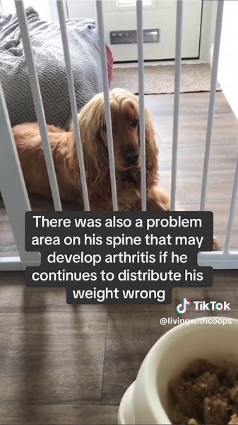 Have you considered pain as a contributing factor to your dog’s behaviour? #aggressionindogs #dogbehaviour #reactivedogawareness #reactivedog #dogtraining #dogbodylanguage #anxietyindogs