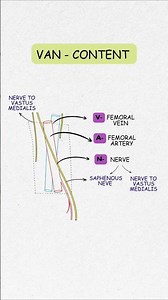 “Adductor canal made EASY 🦵 One mnemonic = stress-free anatomy recall 🧠🔥”