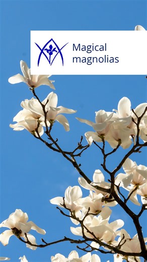 Sarah P. Duke Gardens on Instagram: "Magnolia magic✨ Read about these gorgeous early bloomers in Garden Talk, our web series of horticulture highlights written by Gardens staff members. Link in bio "