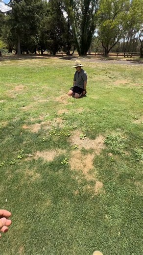 6.6K views · 66 reactions | Black beetle Larvae can absolutely decimate your lawn if you don’t get on top of it. Good chance some spots you might think that are dry could be black beetle larvae  A bit of black beetle about where we didn’t apply our acelepryn this season. Time to get some Fortune Ultra out before they do more damage to the turf. | Lawn Tips | Facebook