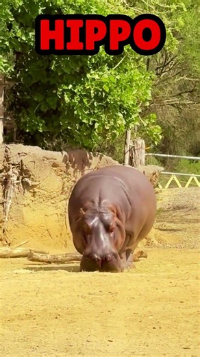 Hippo Sound, Hippo