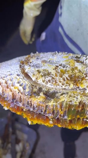 Q Bee on Instagram: "🍯 Pure Honey Dripping Straight From the Hive! #reels #honeybees #trendingnow #natural #nature bee wild wildlife fyp reelsvideo foryou Amazing reelstagram satisfying ❤️"