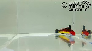 With a red, yellow, and white colour with black fins, Naoko's Dwarf Parrot, Cirrhilabrus naokoae is an active and very peaceful fish, ideal for aquariums with corals and other invertebrates. Due to the possibility of jumping out of the aquarium, it is recommended to use a protection, such as the TMC Reef Guard. It should be fed with frozen food such as brineshrimp or mysis and pellets, such as Gamma Marine Complete. Check availability on our website https://bit.ly/31Anm5G #tropicalmarinecentre #