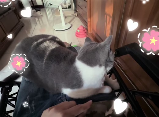 騙人養貓🥰 誰能抵抗這可愛的暖暖包♥️ #cat #可愛貓咪 #藍白英短 #貓咪日常 #我和我的貓