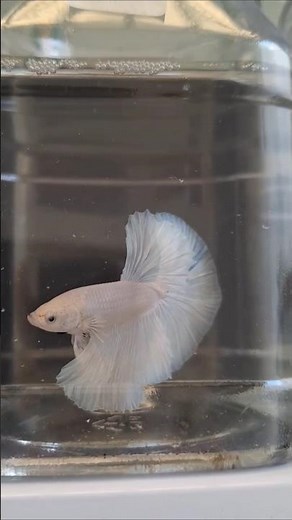 how to buy a betta fish online.🤔✅🤗❤