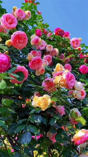 #scenery #spring #flowers #foryou