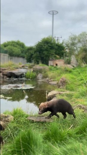 Bush Dog Pups