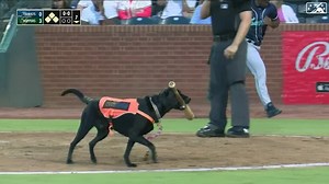 Bat dog's bat pick up