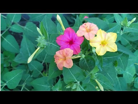How to grow and care Mirabilis jalapas/ 4 O'clock plant care tips/Sandhya Malti/Gulbakshi flower