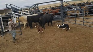 2.8K views · 23 reactions | Loading bulls with Brick Kate and Dan | Animal world | Facebook