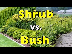 Shrub vs. Bush: What’s the Real Difference?