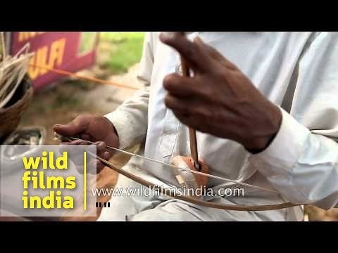 Rajasthani plays Ektara, a traditional stringed instrument of India